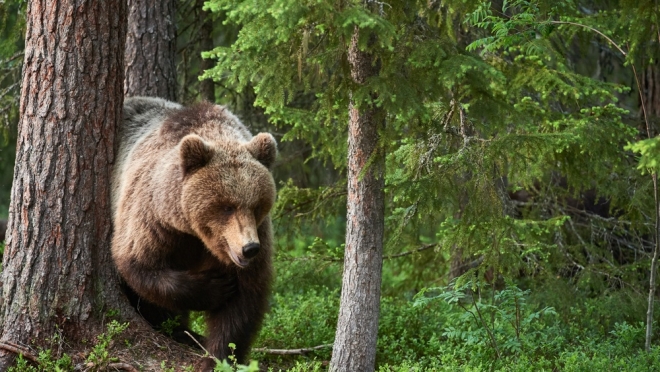 Охотникам Марий Эл разрешили подстрелить 120 медведей и 2 пятнистых оленей