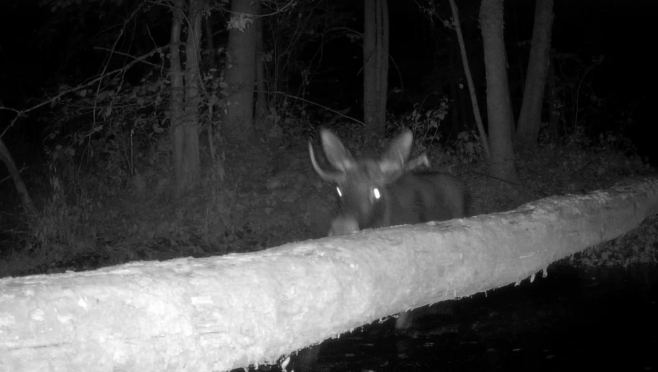 В сумерках в лесах Марий Эл раздаются брачные стоны