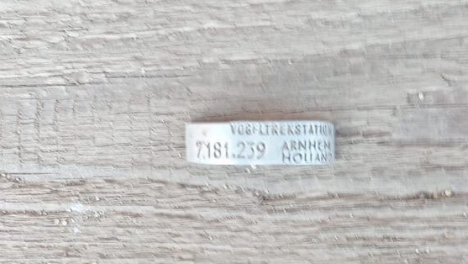 В Оршанском районе охотники подстрелили окольцованного гуся