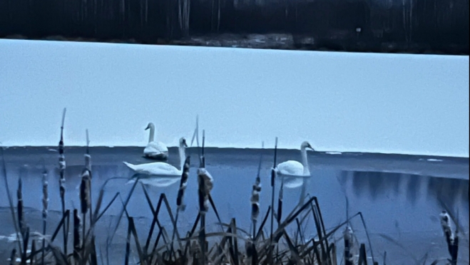 В Сернурском районе на пруду осталась семья лебедей с малышами