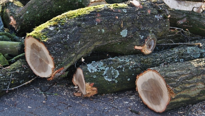 В Марий Эл чёрные лесорубы нарубили почти на 2 миллиона