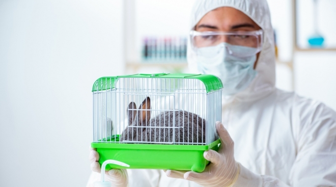 В Йошкар-Оле у домашнего кролика выявлена вирусная геморрагическая болезнь
