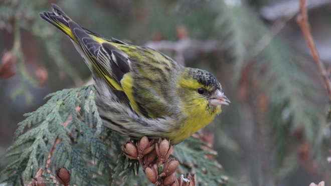 В Марий Эл насчитывается 250 видов птиц