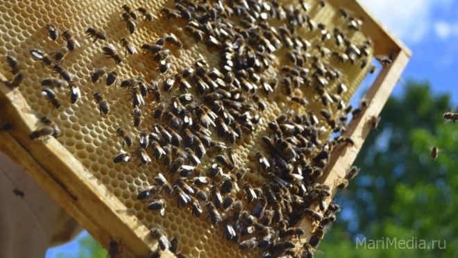 Развитие пчеловодства в Марий Эл обсудят на научном форуме