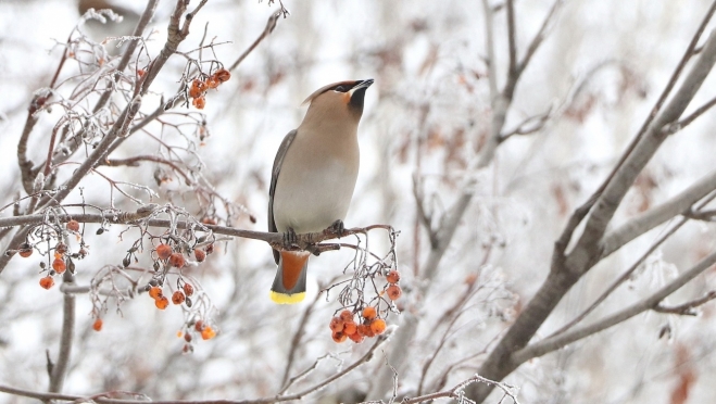 Что нельзя делать в день Тимофея-весновея