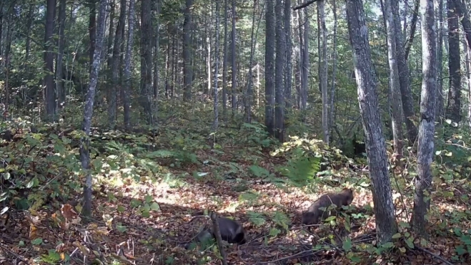 В заповеднике Марий Эл рассказали, как проводит зимы енотовидная собака