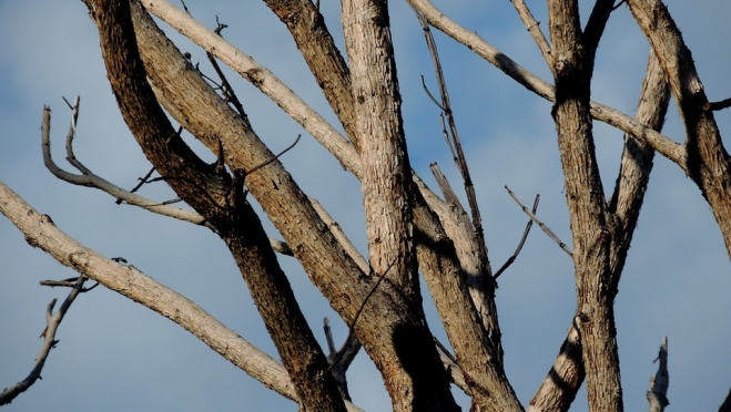 Жителям Марий Эл разрешили бесплатно собирать валежник