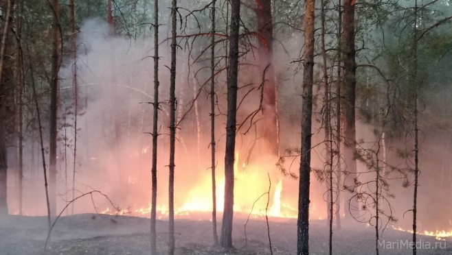 В Марий Эл удары молнии привели уже к 14 лесным пожарам
