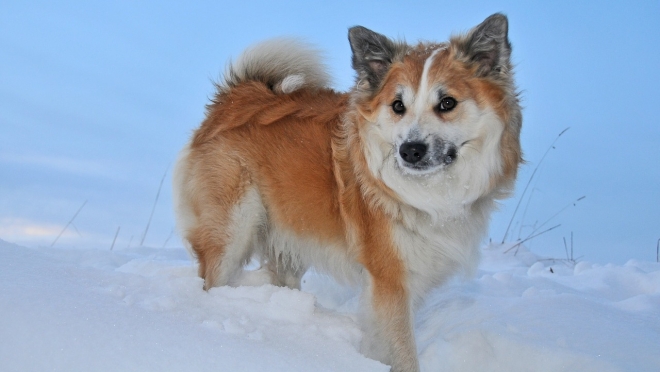 В Юринском районе собака спасла хозяйку из огня