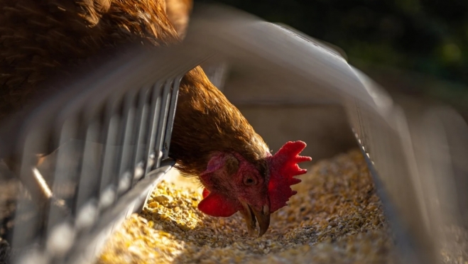 Волжский район попал в зону карантина из-за вспышки птичьего гриппа