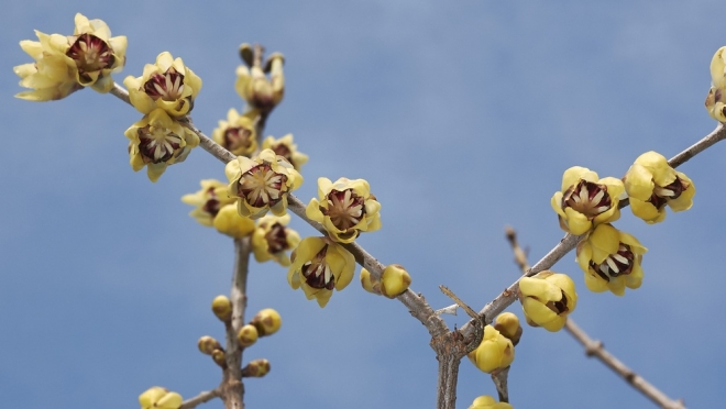В Сочи расцвёл «ледяной» цветок