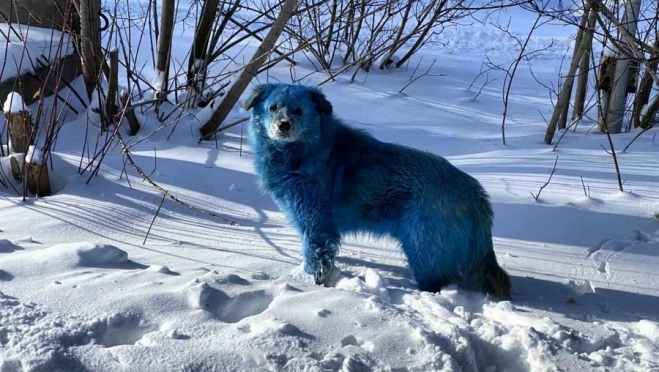 Синие собаки из Дзержинска нашли работу
