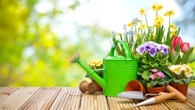 Россельхознадзор объяснил жителям Марий Эл, как обезопасить домашние растения от вредителей