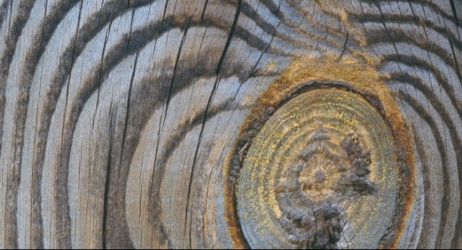 Городской конкурс по художественному выпиливанию бензопилой