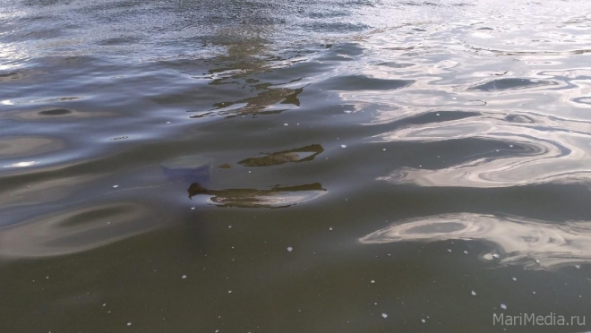 В Параньгинском районе произошло происшествие на воде