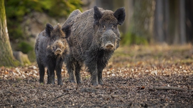 В пригороде Йошкар-Олы обнаружен дикий кабан с признаками африканской чумы свиней