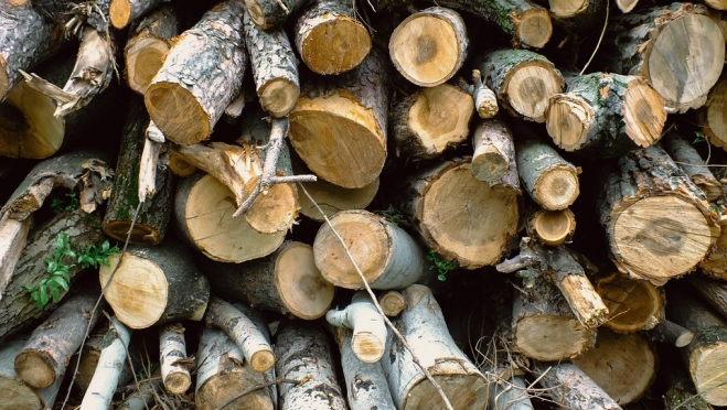 В Марий Эл бизнесмен за контрабанду леса получил условный срок