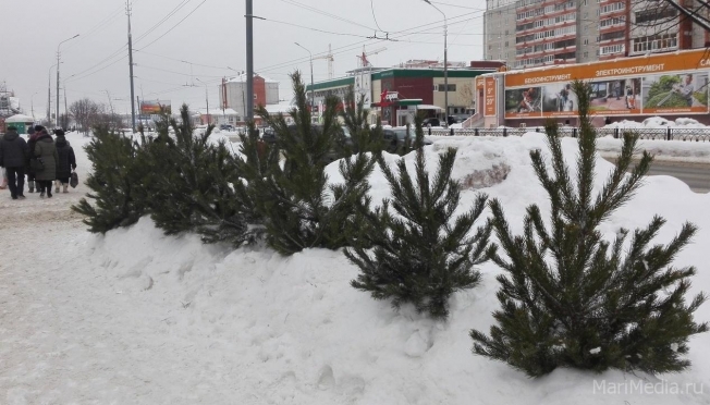 В декабре в Йошкар-Оле откроется единственный ёлочный базар