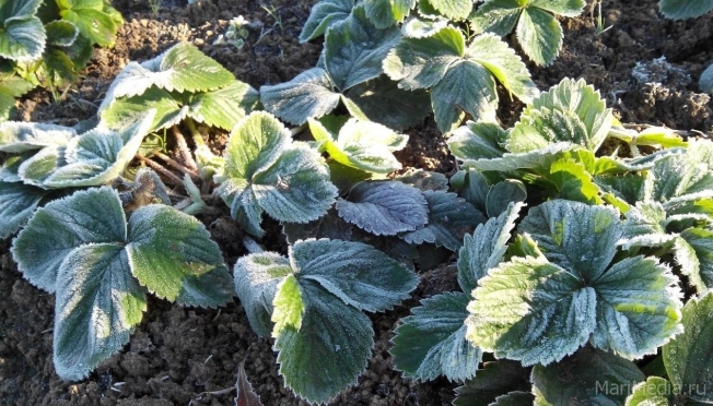 В Марий Эл ожидаются заморозки