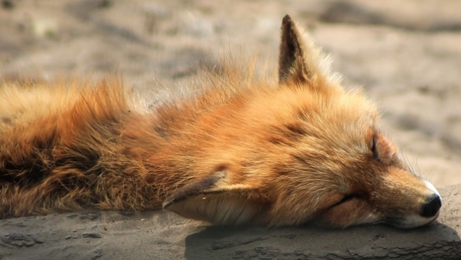 В Оршанском районе зарегистрирован новый случай бешенства животных