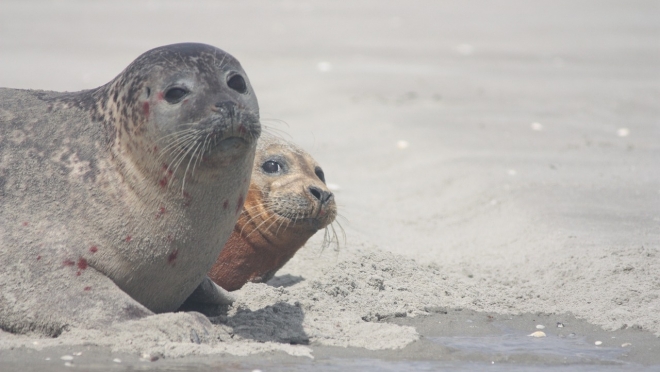 На набережных Питера появились маленькие путешественники