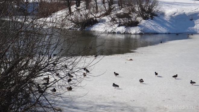 Резкое похолодание внесло коррективы в график отлёта пернатых на юг