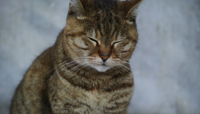 Депутаты предлагают штрафовать попрошаек с животными