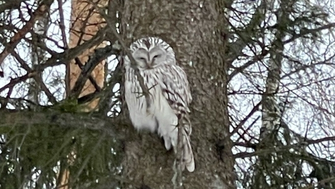 В Ботаническом саду Йошкар-Олы поселилась длиннохвостая неясыть