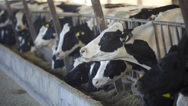 В Марий Эл планируют заняться геномной селекции КРС