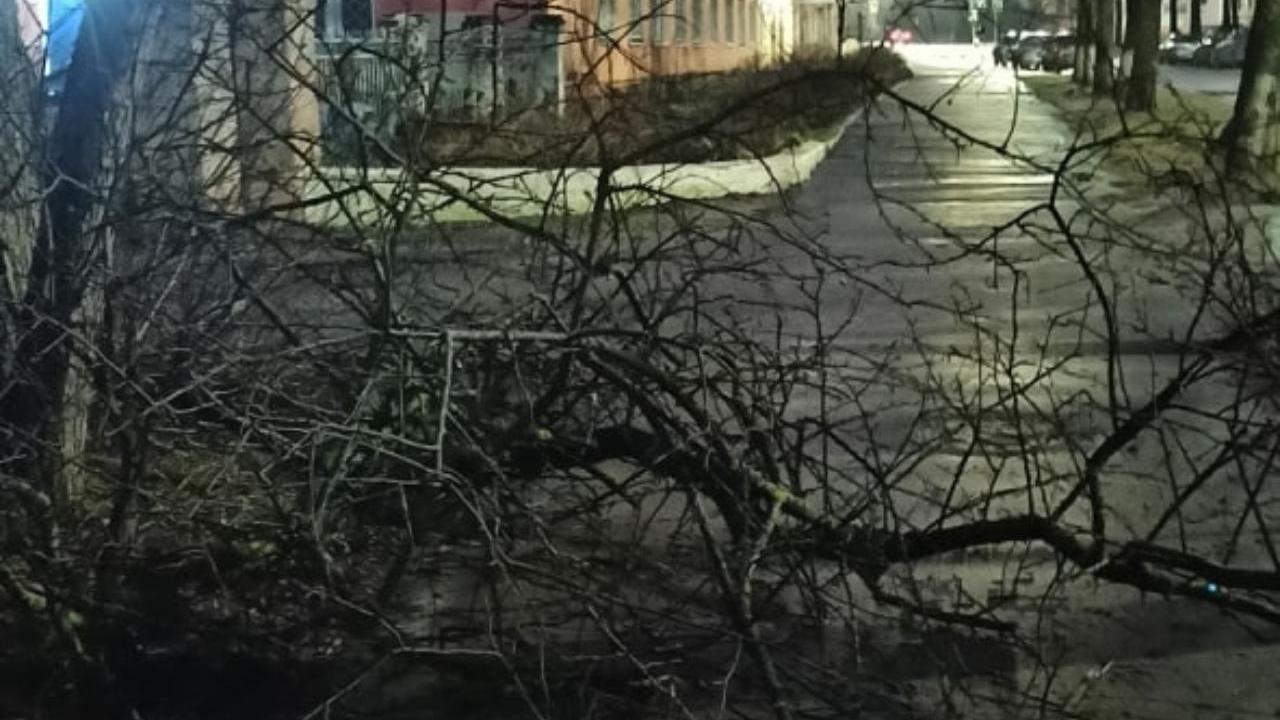 На одной из улиц в Йошкар-Оле благодаря обращению жительницы убрали упавшее дерево