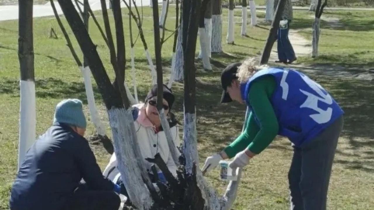 Жители Йошкар-Олы побелили 100 деревьев на аллее каштанов