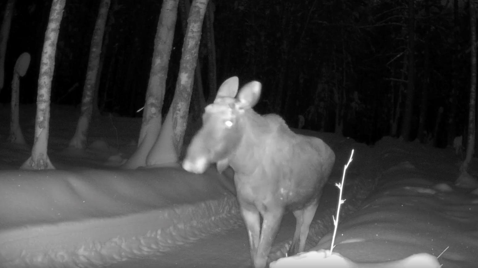 Фотоловушка в Марий Эл подслушала голос сохатого