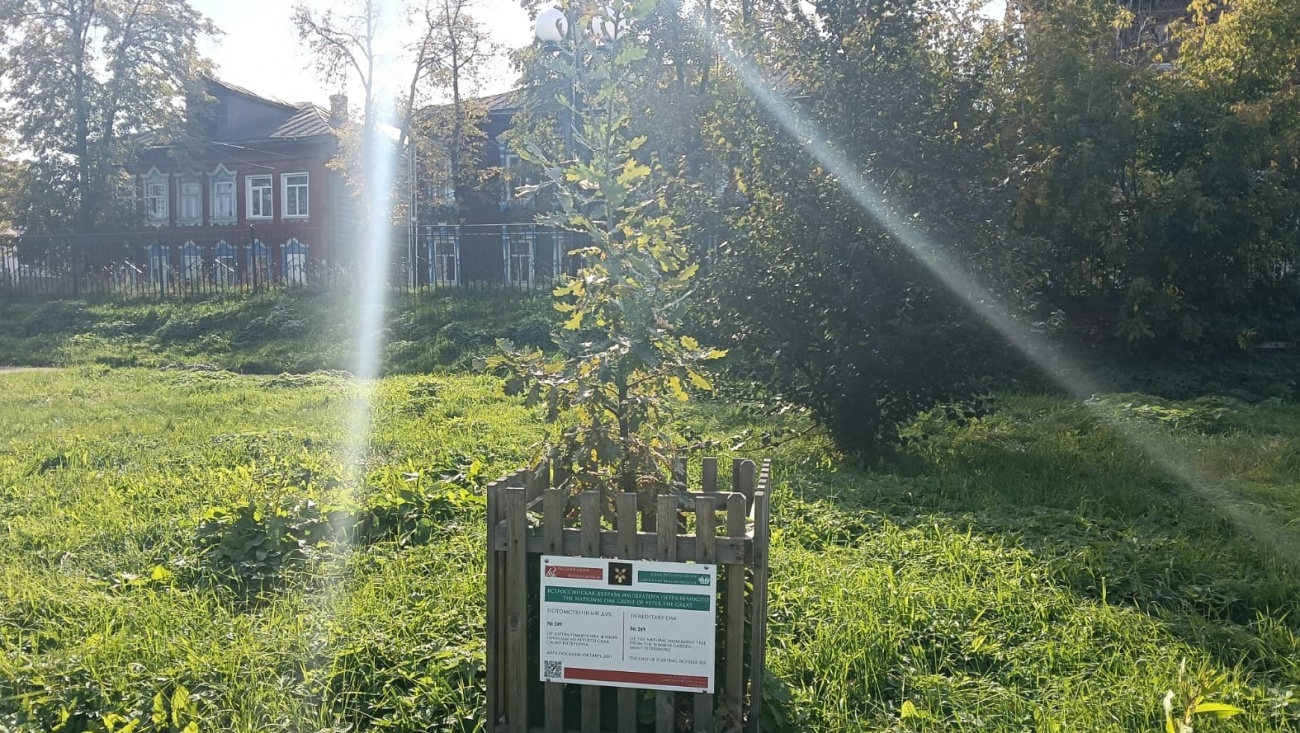 В Козьмодемьянске набирает силу дуб Петра I