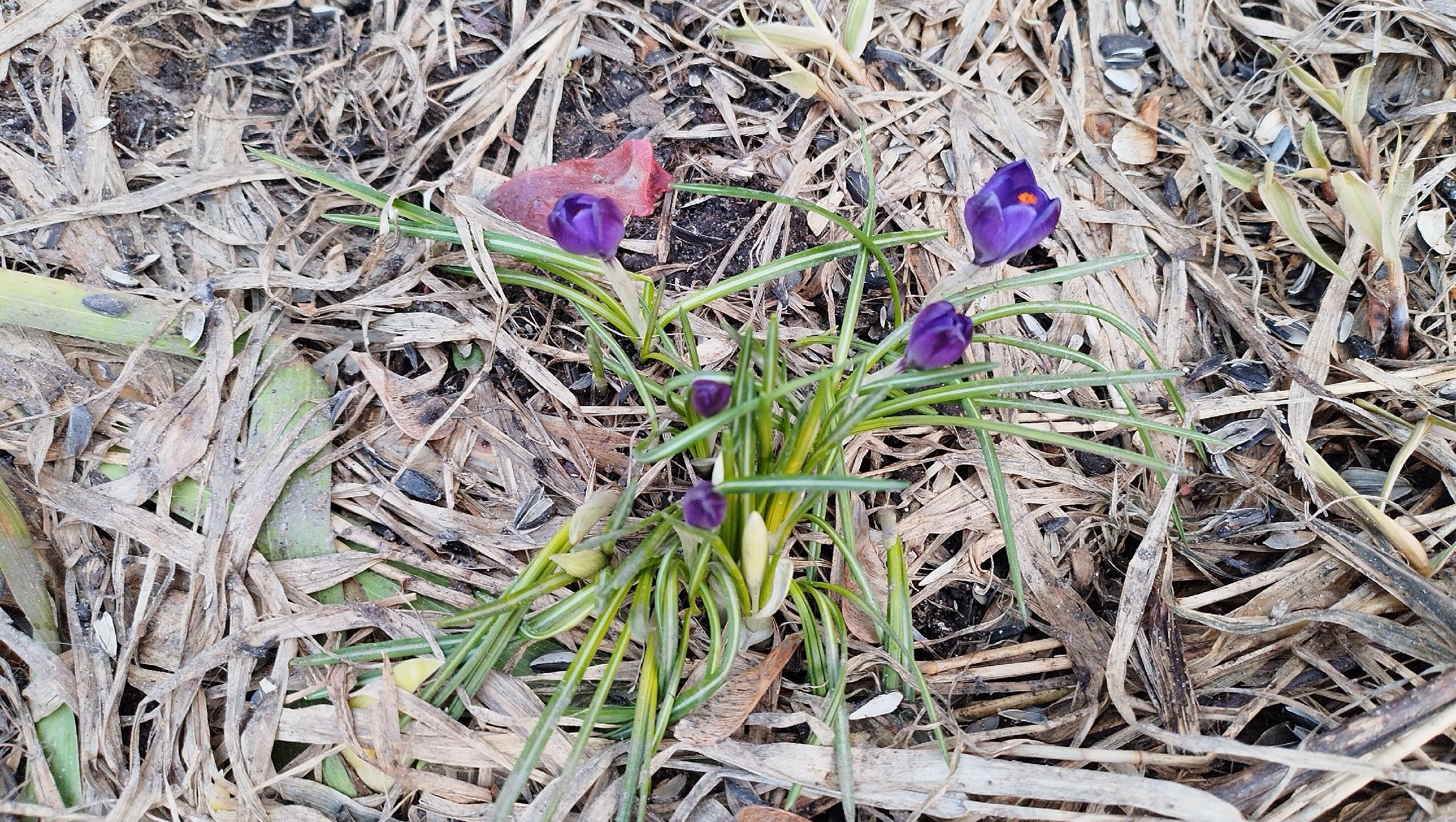 В Йошкар-Оле расцвели крокусы и появились первые бабочки