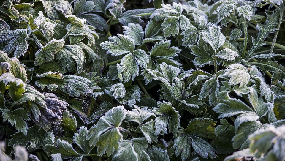 В Марий Эл обещают заморозки до -3ºС