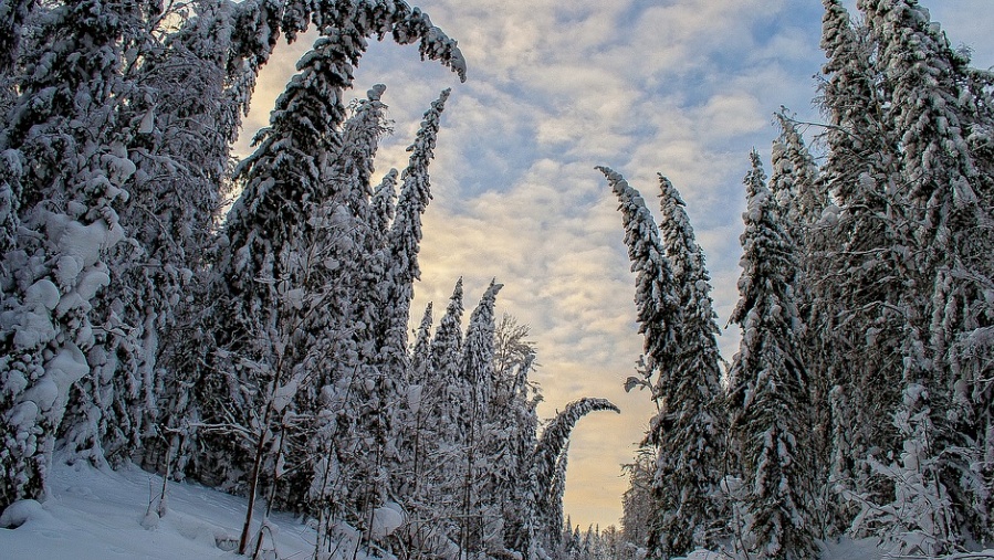 Правила безопасности в зимнем лесу и на рыбалке