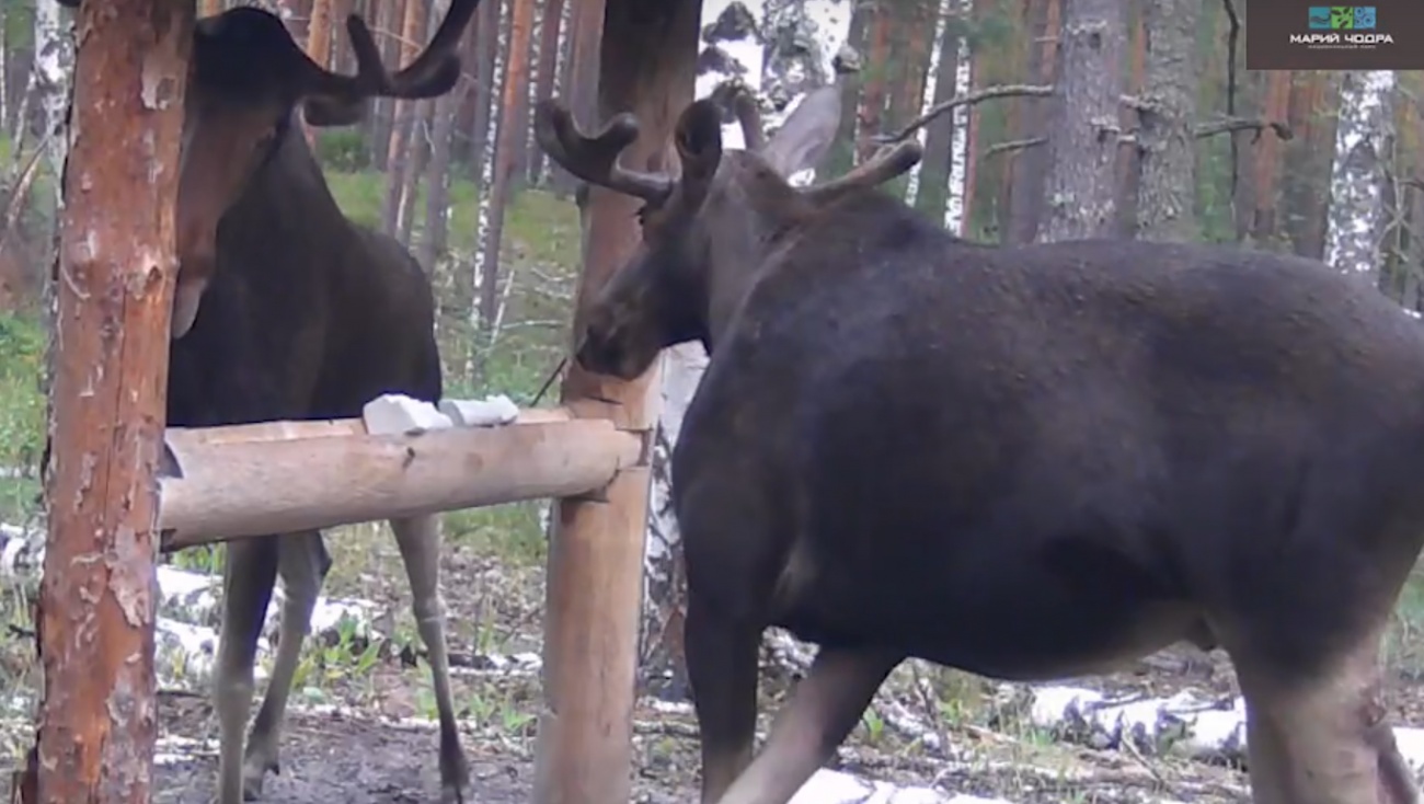 В Национальном парке «Марий Чодра» два лося не поделили кормушку