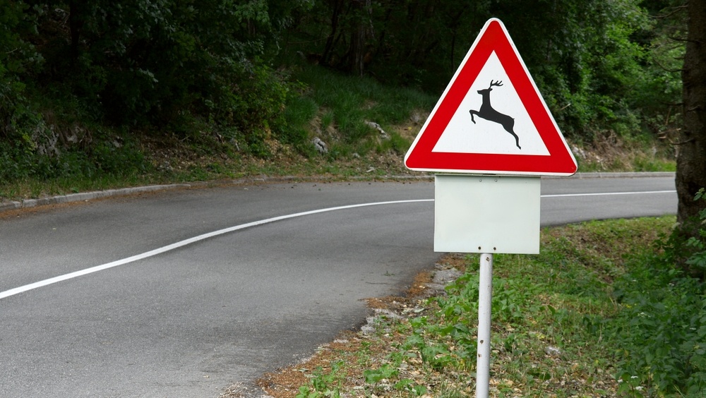 Ущерб за сбитое на трассе животное возмещает страховая компания