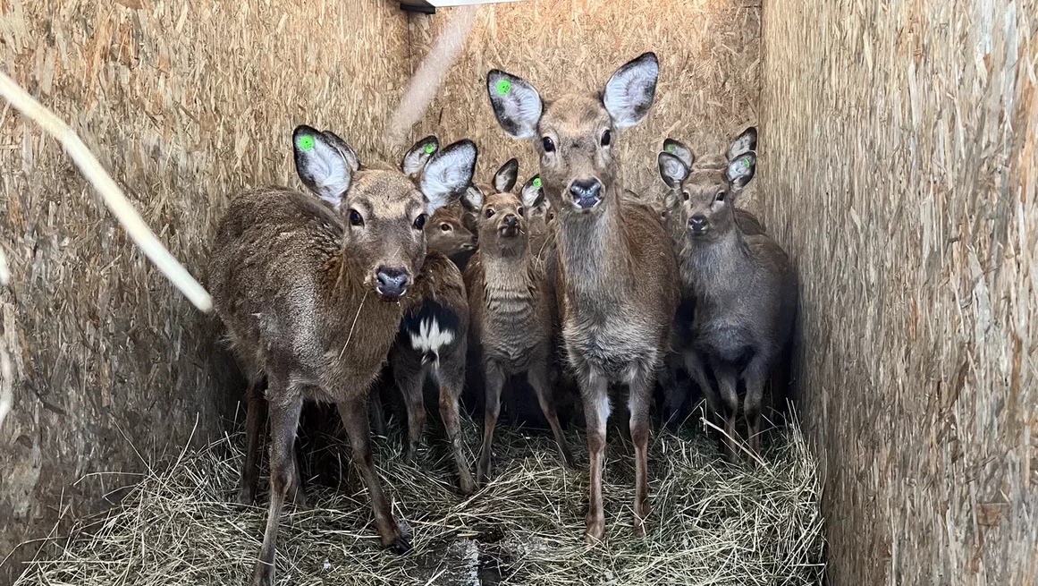 В Марий Эл завезли 105 оленей