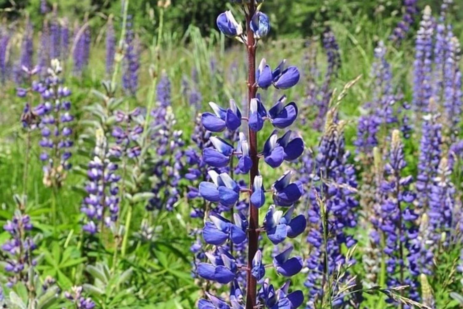 В Марий Эл произрастают растения из «Чёрной книги»