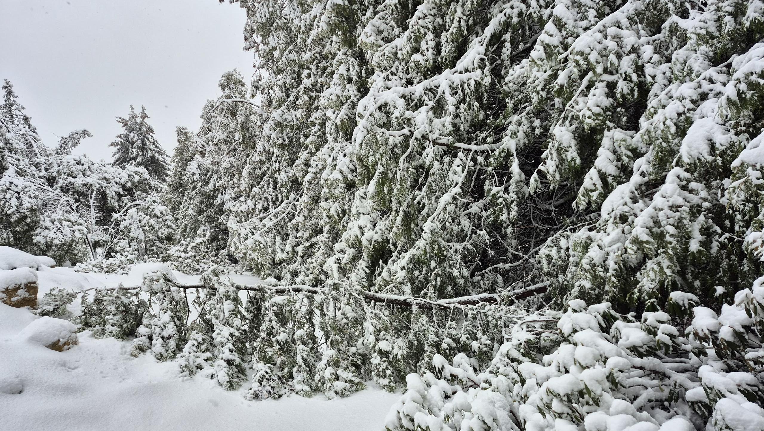 В Ботсаду Йошкар-Олы готовятся к санитарной обрезке после разрушительной непогоды