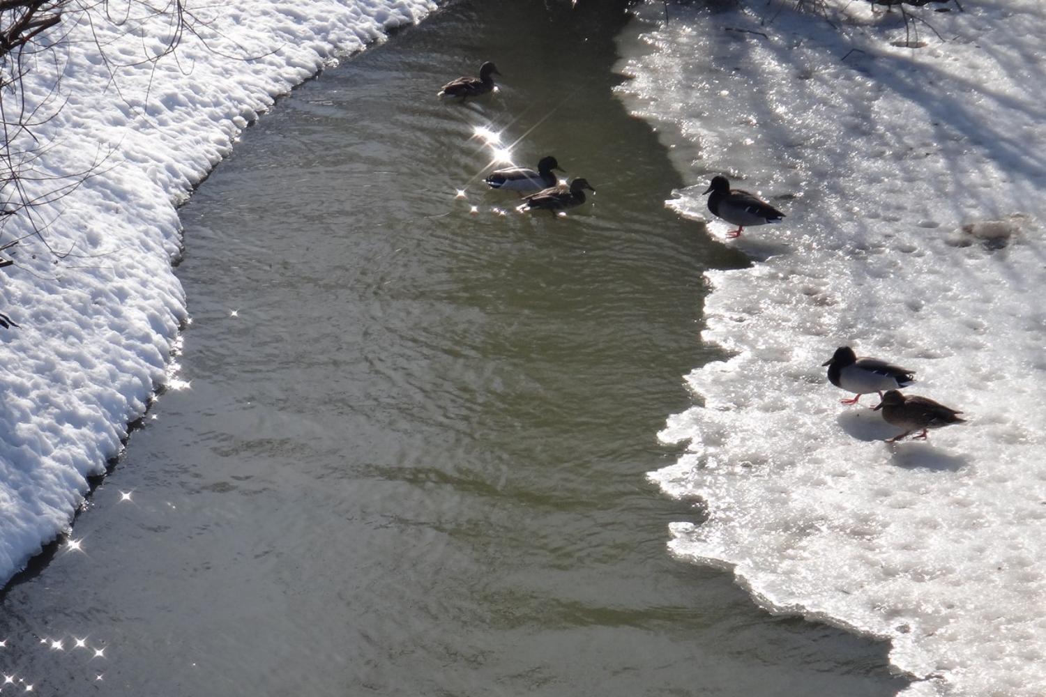 В Марий Эл установилась аномально тёплая погода 