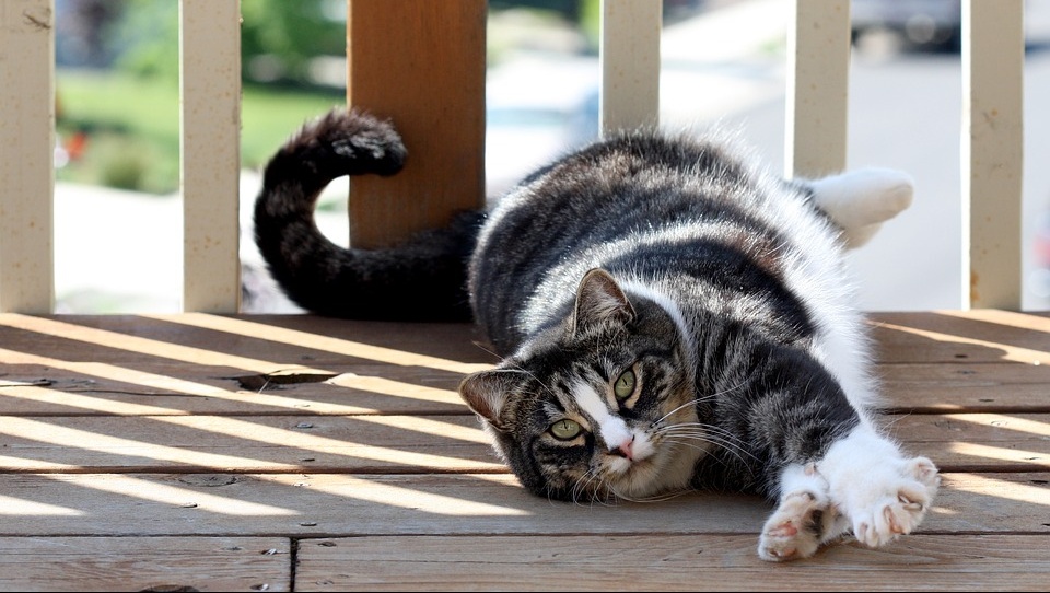 Операцию «мягкие лапки» предлагают законодательно запретить