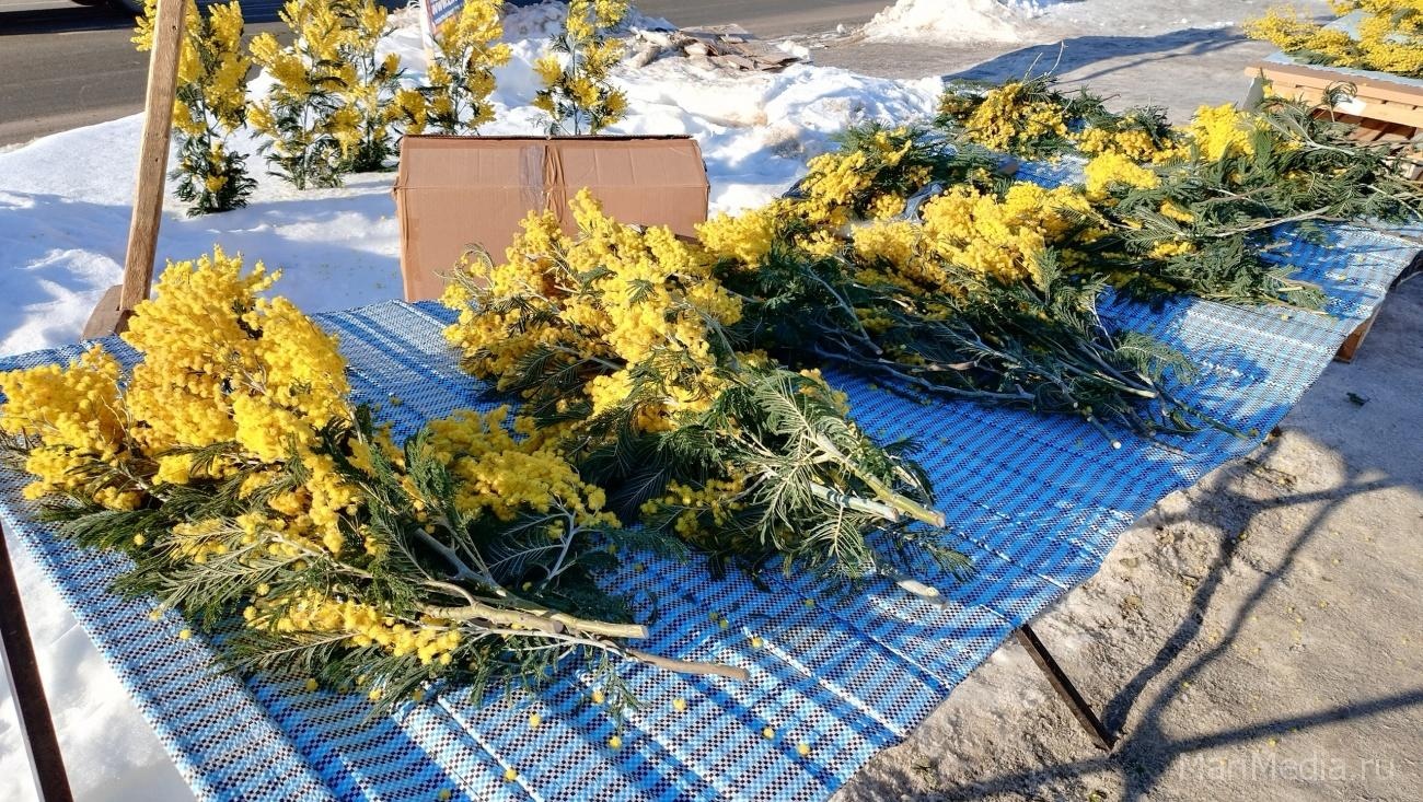 На улицах Йошкар-Олы появились мимозы