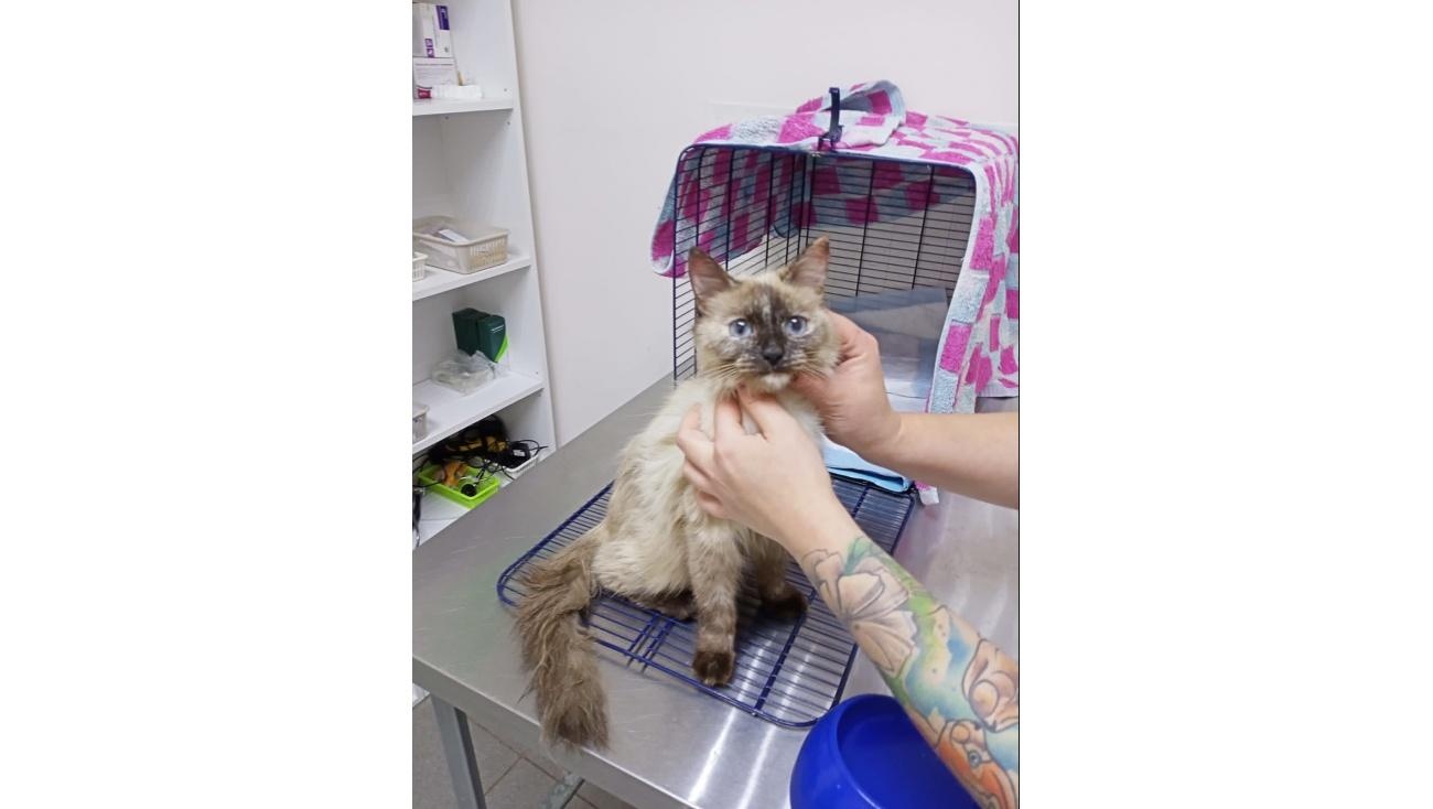 В Йошкар-Оле водитель не смог проехать мимо сбитого котёнка