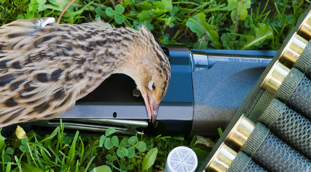 В Марий Эл открылась охота на полевую и боровую дичь