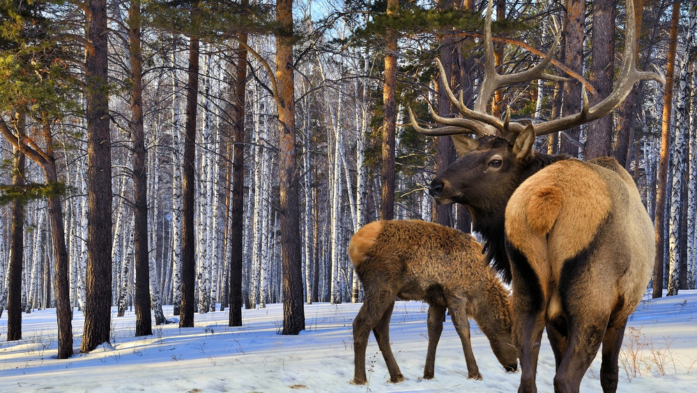В этом году в лесах Марий Эл замечено большое количество следов лосей