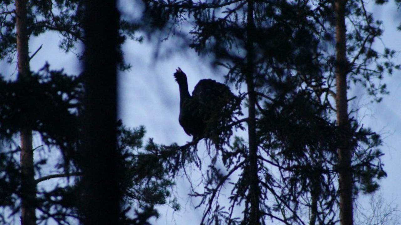 Охотники Марий Эл отправились за боровой дичью