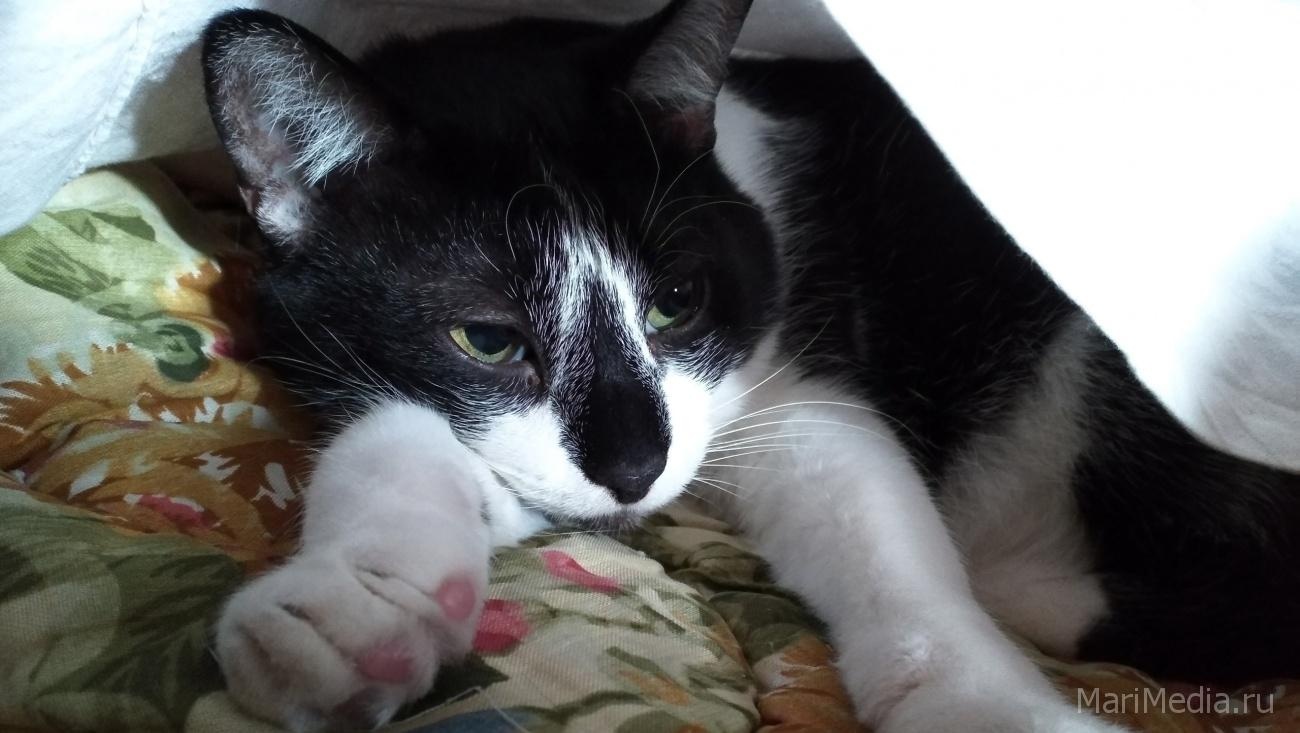 Ситуация на Украине ударила по четвероногим питомцам россиян