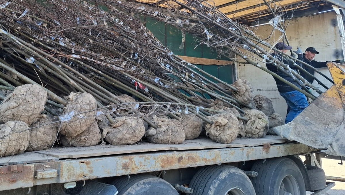 На улицах Йошкар-Олы высадят более 200 лип